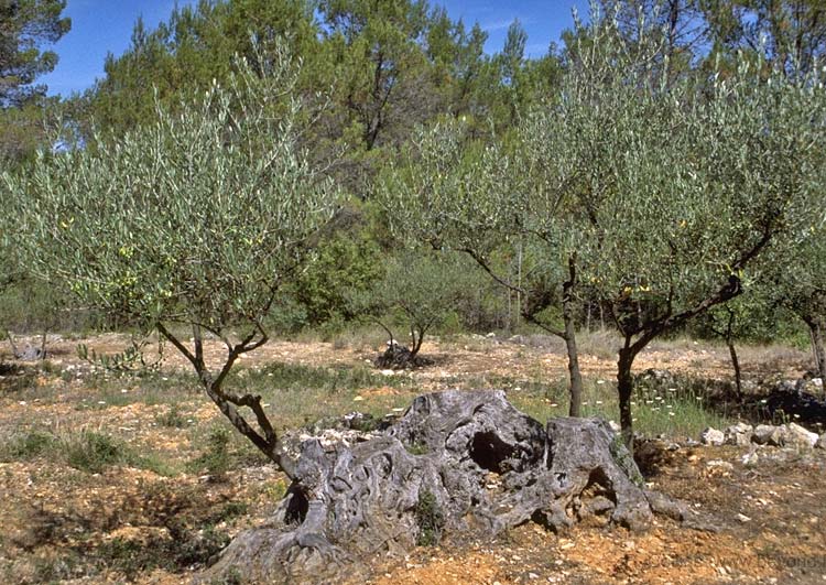  Olive photo entrecasteau-olivier006b.jpg