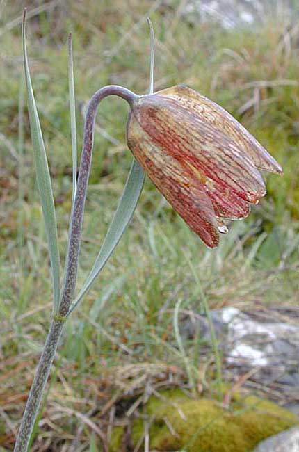  Fritillaris photo fritill0002.jpg