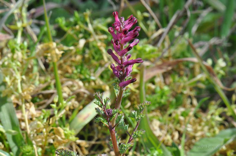  Fumitory, Common photo fumitory-common0001b.jpg