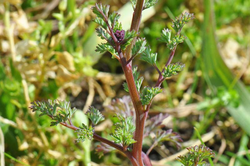  Fumitory, Common photo fumitory-common0005b.jpg