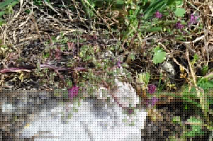  Fumitory, Common photo fumitory-common0007b.jpg