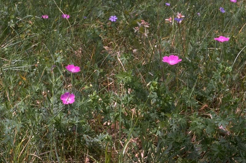  Geranium, Cranes Bill photo geranium-bloody022b.jpg