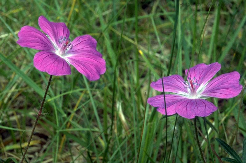 Geranium, Cranes Bill photo geranium-bloody023b.jpg