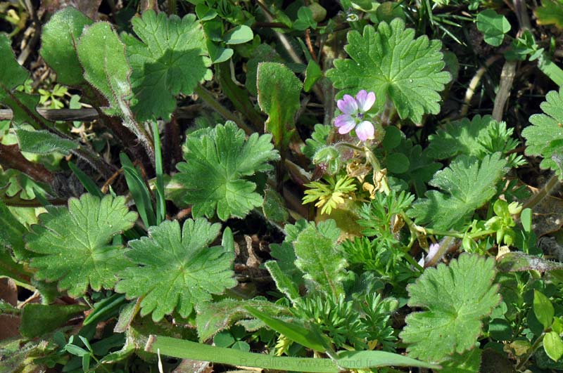  Geranium, Dovesfoot photo geranium-dovesfoot0010b.jpg