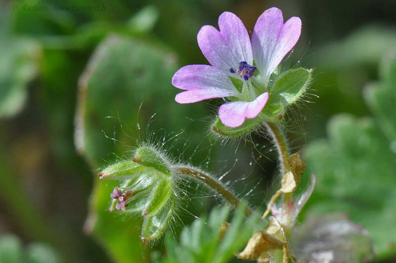  Geranium, Dovesfoot photo geranium-dovesfoot0014b.jpg