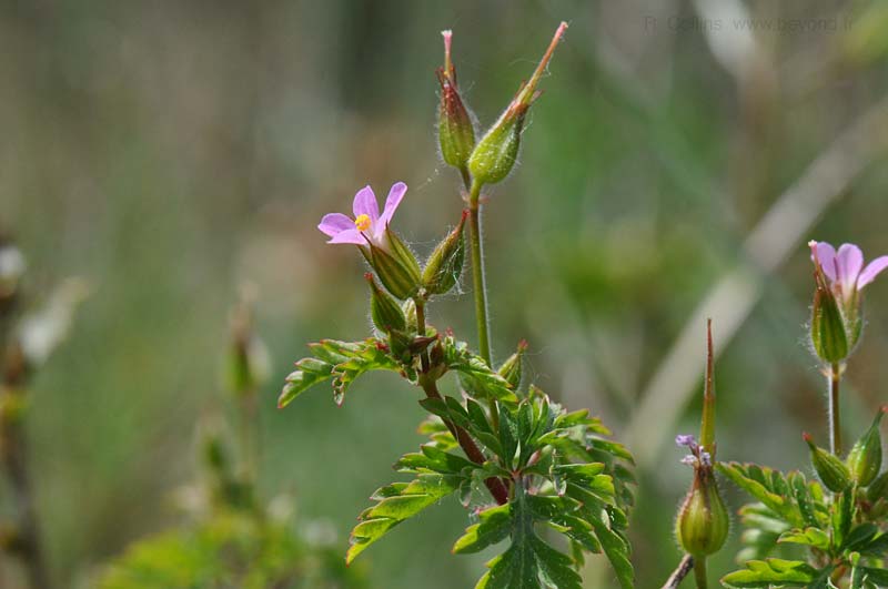  Geranium, Purple photo geranium-purple0003b.jpg