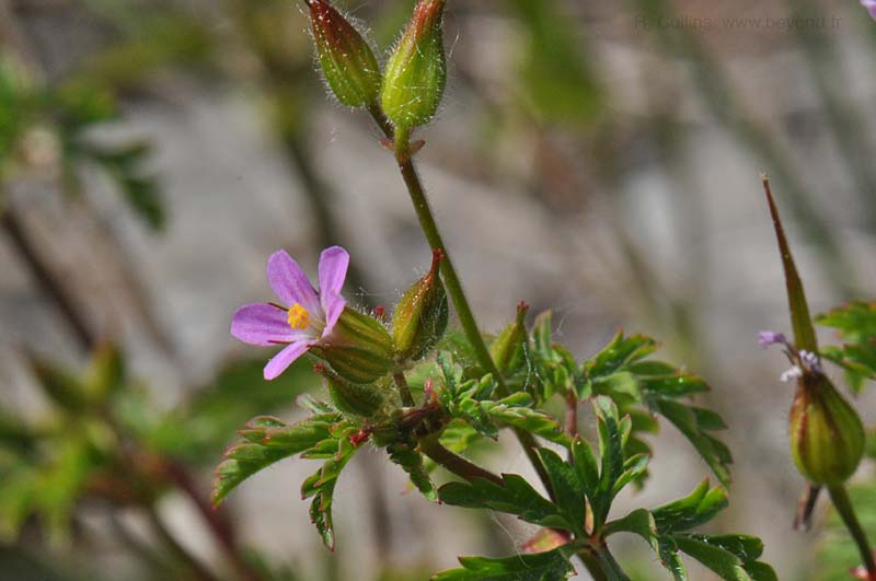  Geranium, Purple photo geranium-purple0005b.jpg