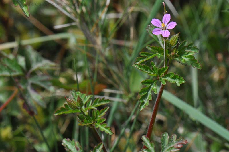  Geranium, Purple photo geranium-purple0009b.jpg