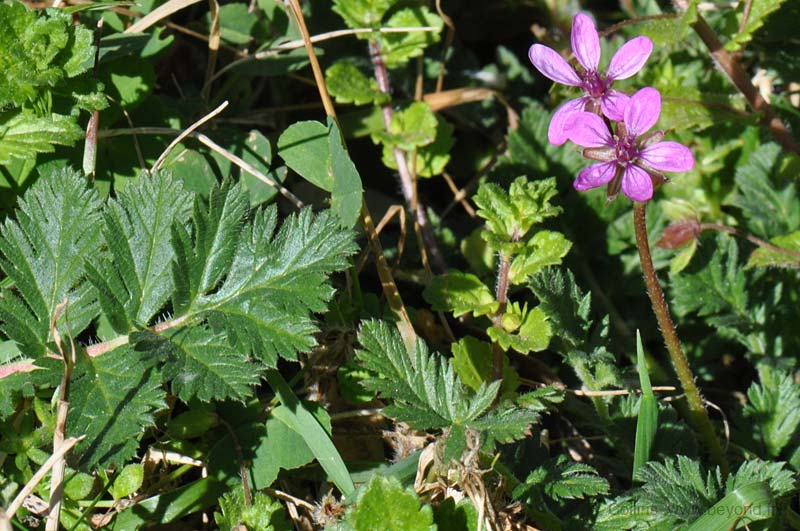  Geranium, Storksbill photo geranium-storksbill0002b.jpg