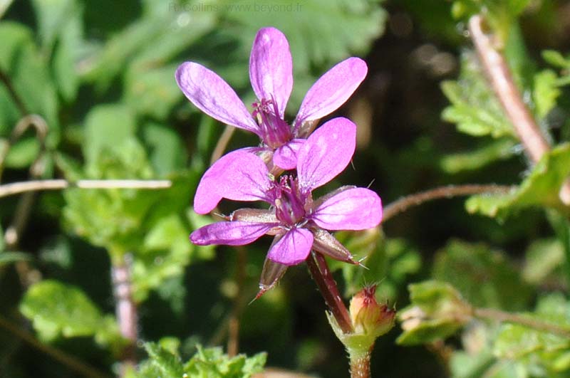  Geranium, Storksbill photo geranium-storksbill0004b.jpg
