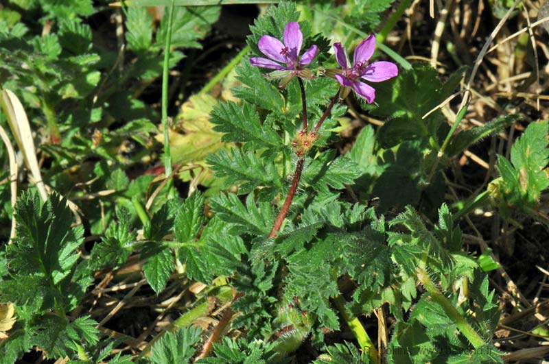  Geranium, Storksbill photo geranium-storksbill0009b.jpg