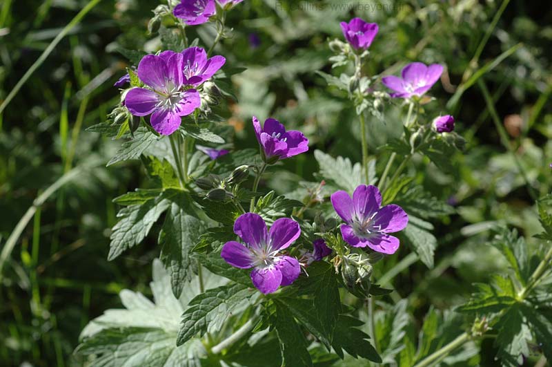  Geranium, Wood Cranesbill photo geranium-wood0004b.jpg