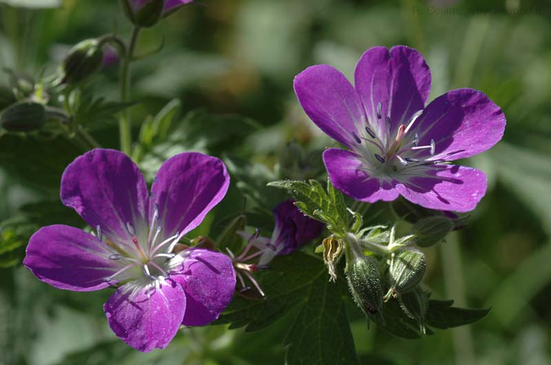  Geranium, Wood Cranesbill photo geranium-wood0006b.jpg