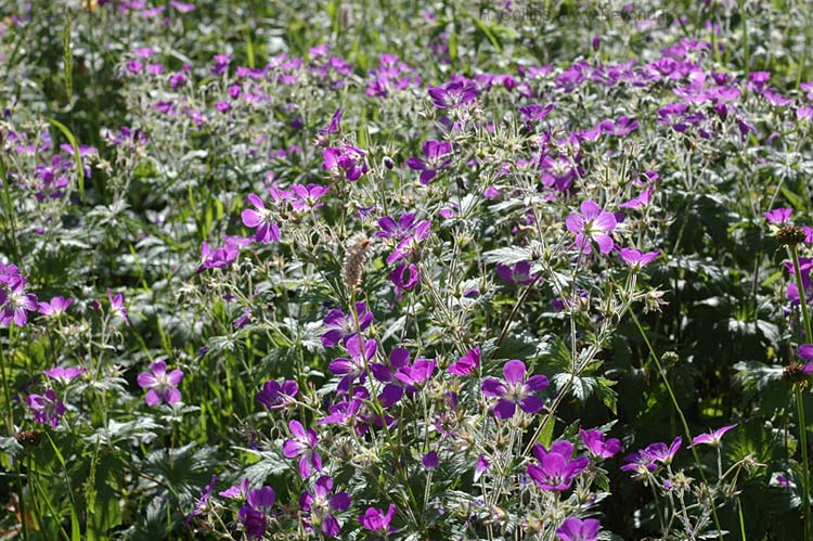  Geranium, Wood Cranesbill photo geranium-wood0008b.jpg