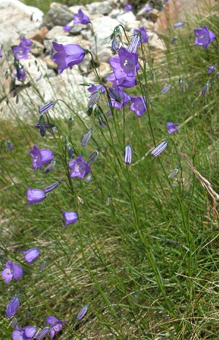  harebell photo harebell0003b.jpg