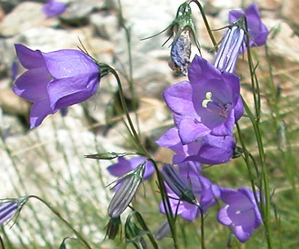  harebell photo harebell0003bcu.jpg