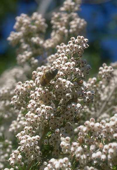  Heath Tree photo heathtree002b.jpg