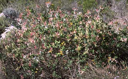  Honeysuckle photo honeysui077b.jpg