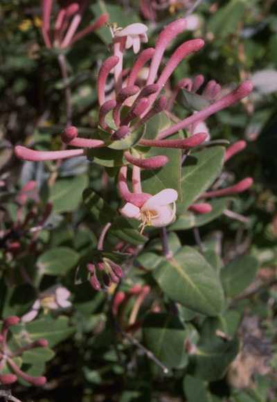  Honeysuckle photo honeysui080b.jpg