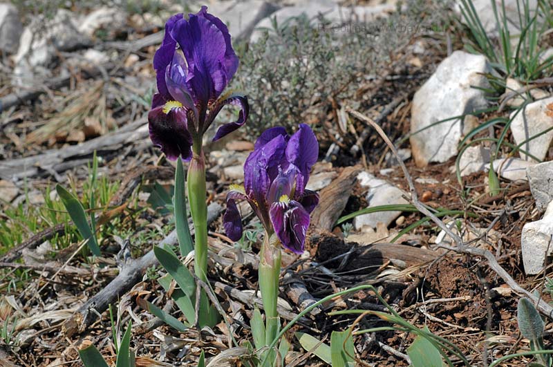  Iris Lutescens photo iris-lutescens0002b.jpg