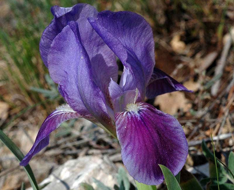  Iris Lutescens photo iris-lutescens0006b.jpg