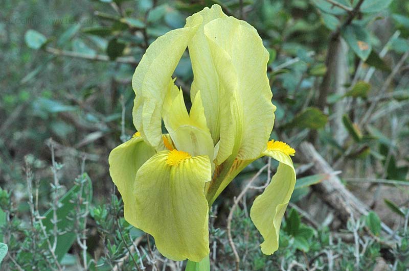  Iris Lutescens photo iris-lutescens0009b.jpg