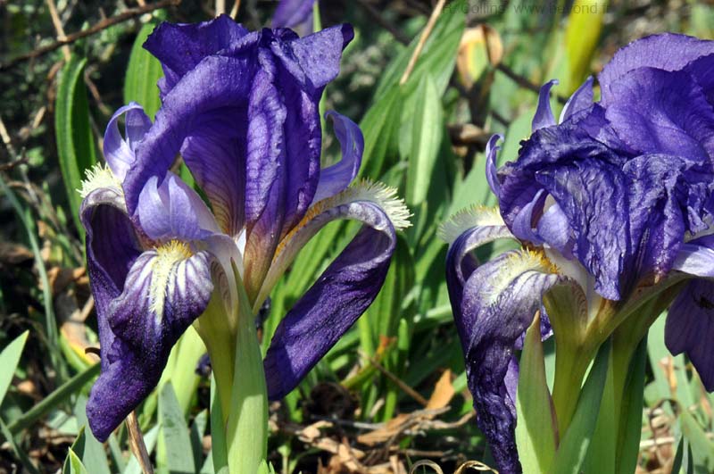  Iris Lutescens photo iris-lutescens0011b.jpg