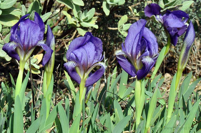 Iris Lutescens photo iris-lutescens0013b.jpg