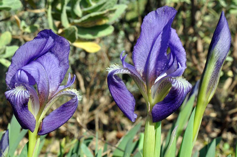  Iris Lutescens photo iris-lutescens0015b.jpg