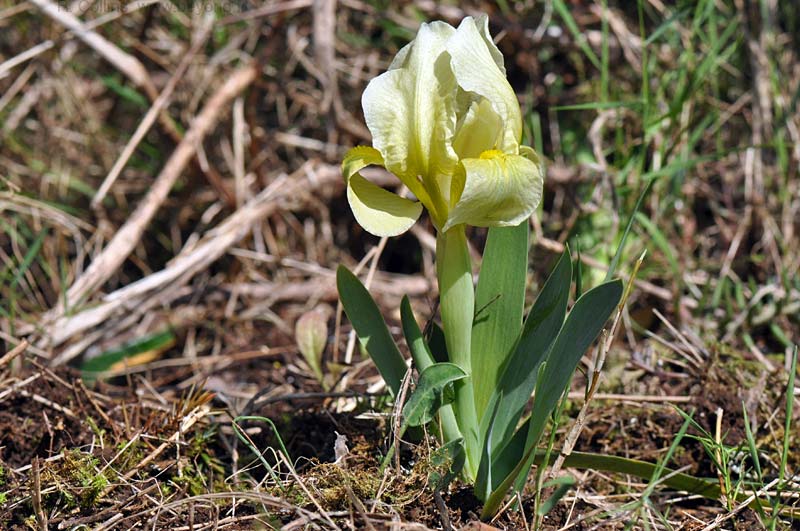  Iris Lutescens photo iris-lutescens0016b.jpg