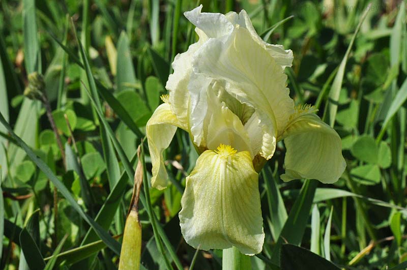  Iris Lutescens photo iris-lutescens0019b.jpg