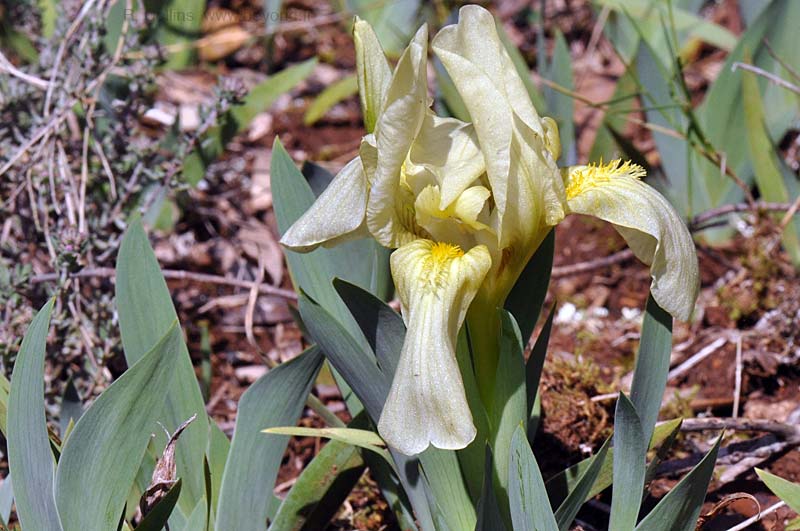 Iris Lutescens photo iris-lutescens0023b.jpg