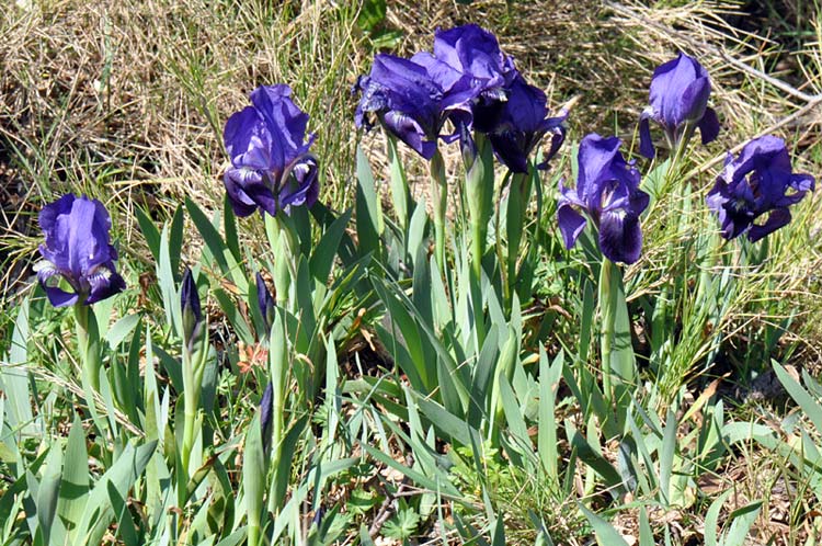  Iris Lutescens photo iris-lutescens0028b.jpg