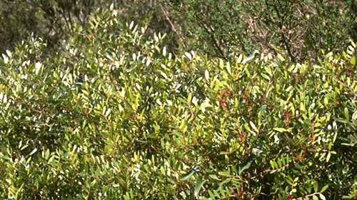  Lentisc, Mastic photo lentisc074b.jpg