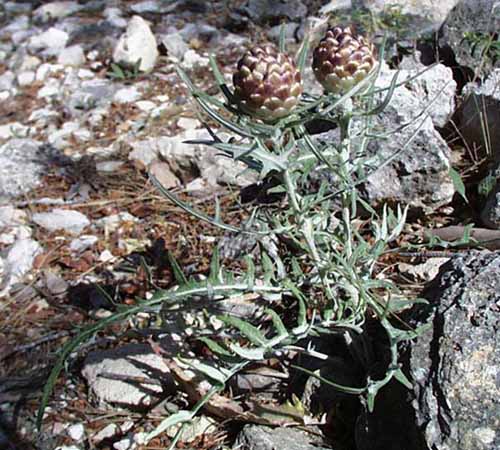 Leuzia Conifera photo leuziacon0001.jpg