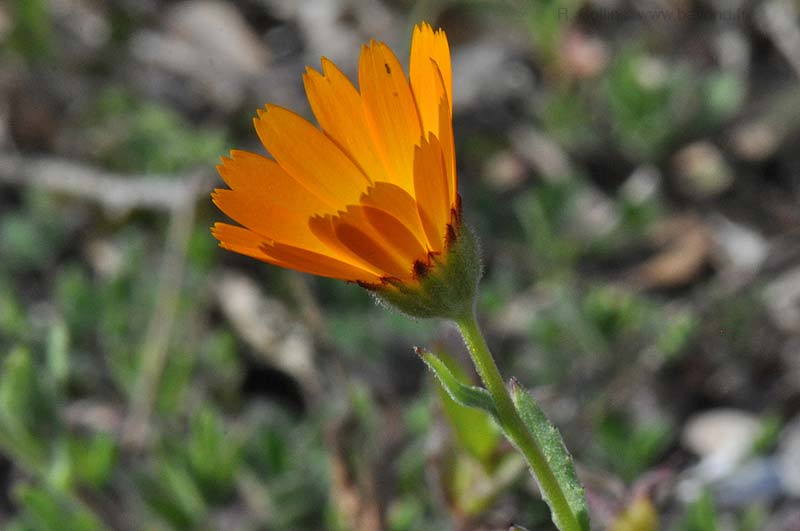  Marigold Field photo marigold-field0006b.jpg
