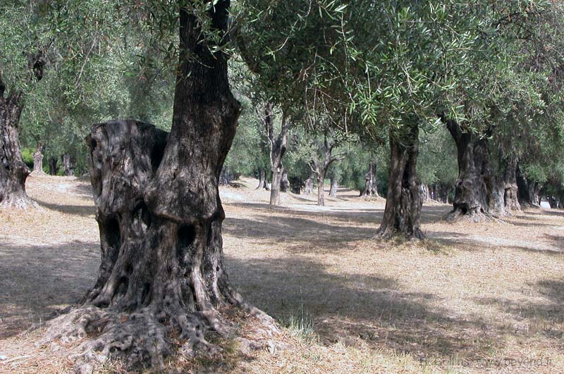  Olive photo menton-olivier0104b.jpg