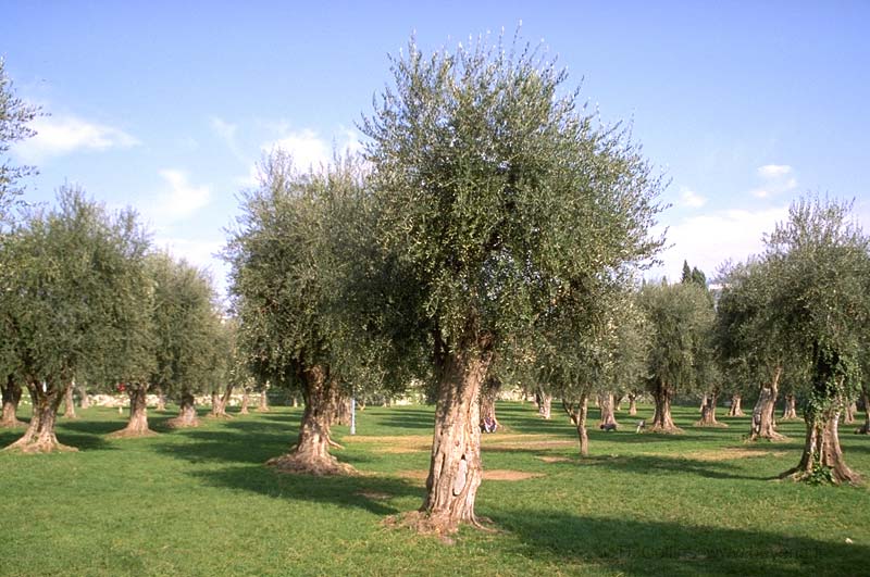  Olive photo nice-olivier072b.jpg