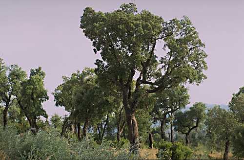  Oak Cork photo oak-cork02b.jpg