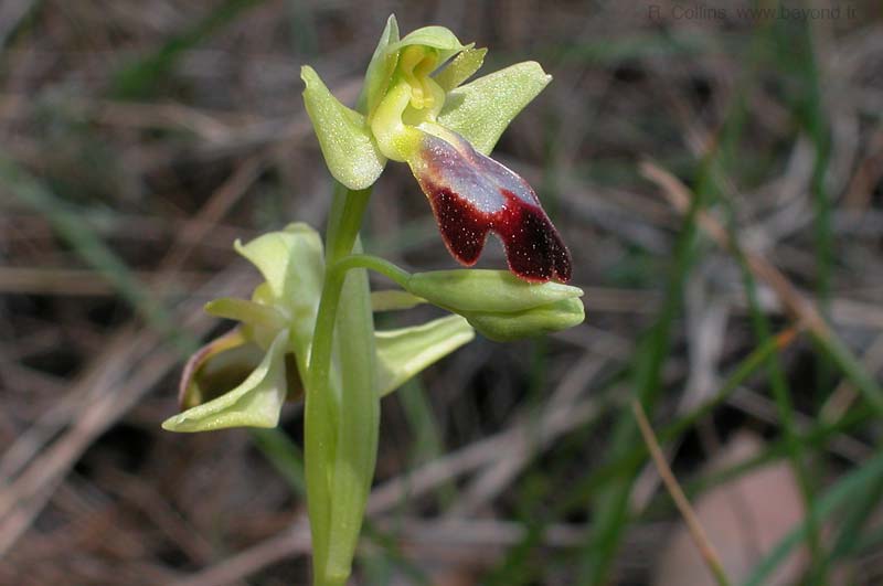  Orchid Bee Sombre photo orchid-bee-sombre0002b.jpg