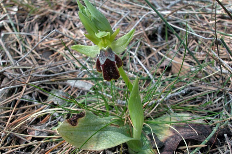  Orchid Bee Sombre photo orchid-bee-sombre0003b.jpg