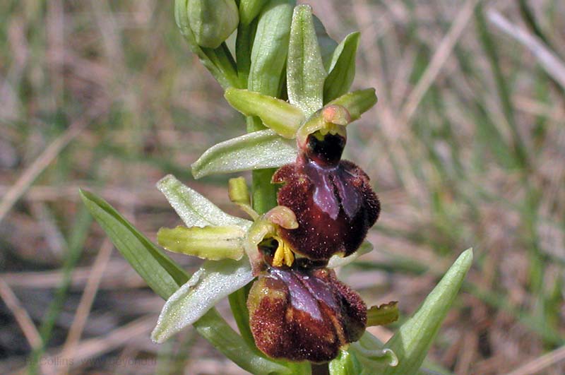  Orchid Bee photo orchid-bee0005b.jpg