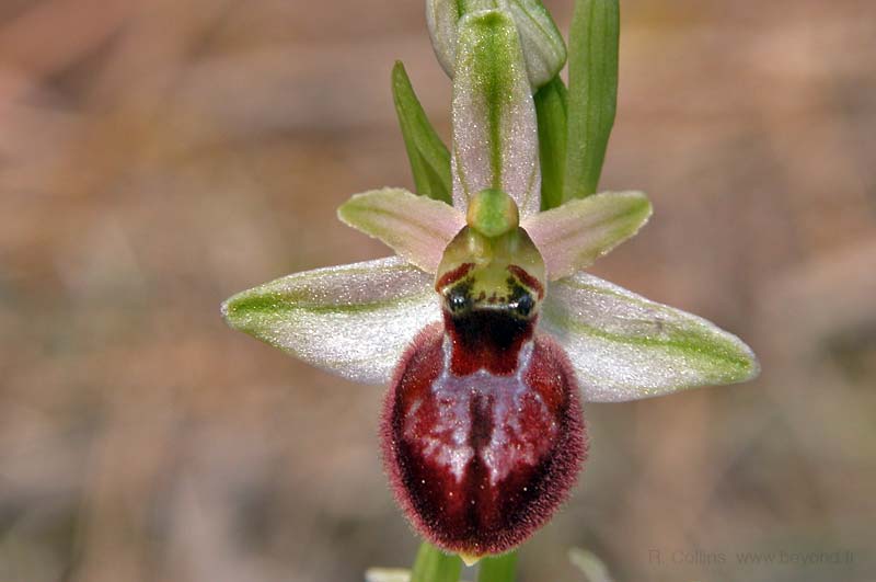  Orchid Bee photo orchid-bee0013b.jpg