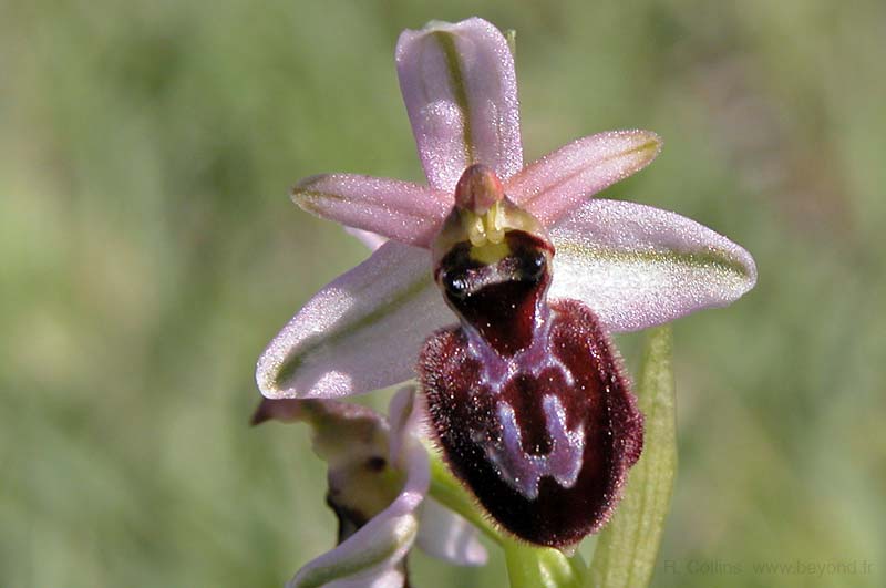  Orchid Bee photo orchid-bee0028b.jpg