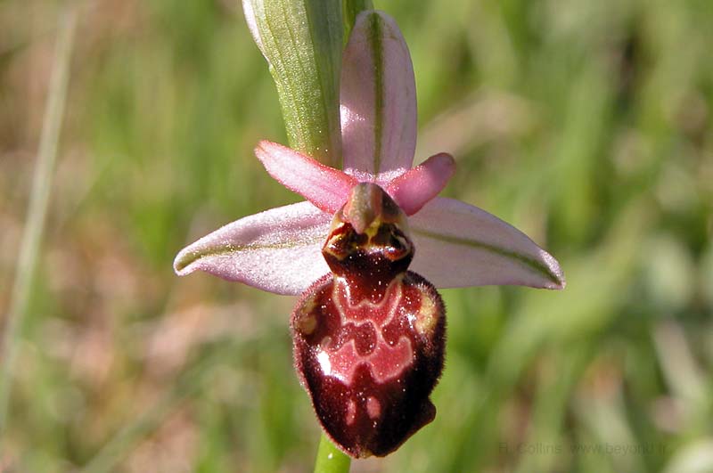  Orchid Bee photo orchid-bee0030b.jpg
