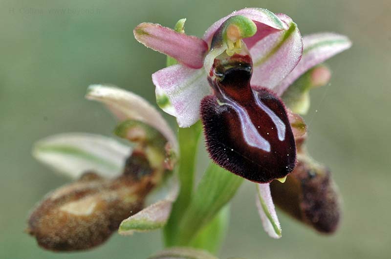  Orchid Bee photo orchid-bee0036b.jpg