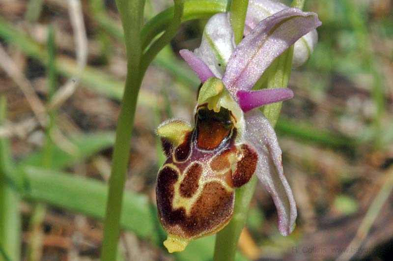  Orchid Bee photo orchid-bee0042b.jpg