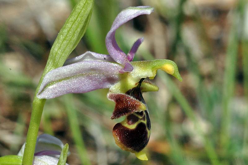  Orchid Bee photo orchid-bee0043b.jpg