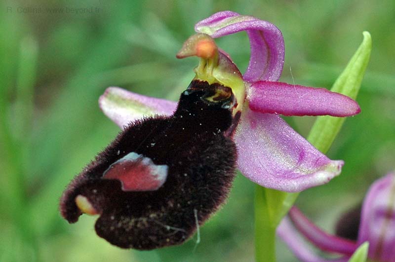  Orchid Bee photo orchid-bee0052b.jpg