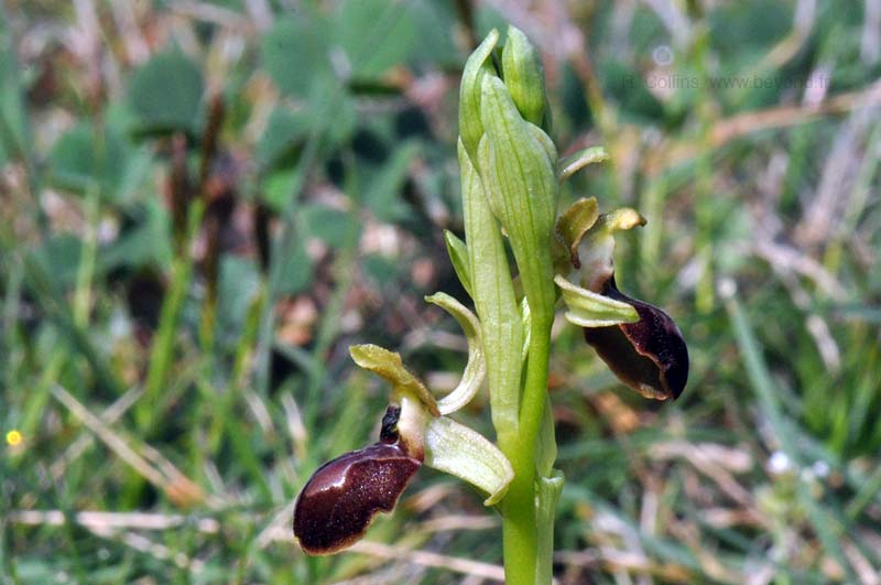  Orchid Bee photo orchid-bee0078b.jpg